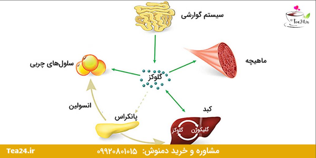 این تصویر  وظایف گلیکوژن در کبد سالم را نشان میدهد